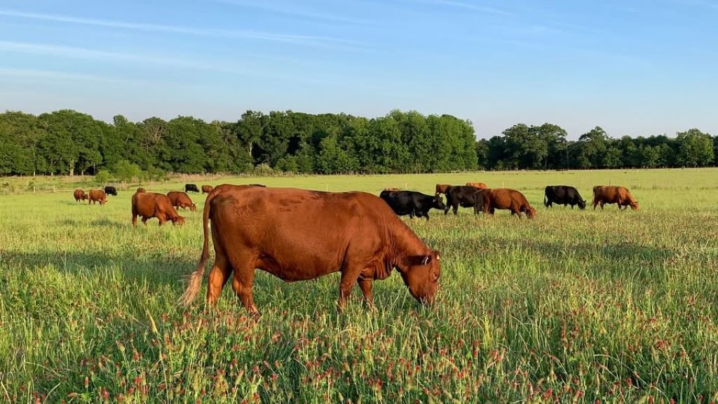 Make the Outdoors Your Business Rocky Fork helps you find scenic, income-producing businesses that offer both adventure and opportunity. GA Ranch Main 2